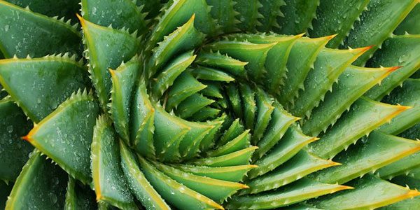 Aloe Vera