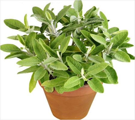 Sage uses of Canker Sores In Mouth